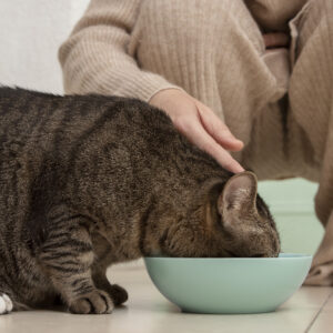 yourcharmingpets cat eating food how much should you feed your cat